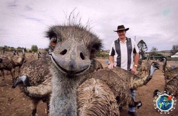 o ca  ap pa).gratplant - 5