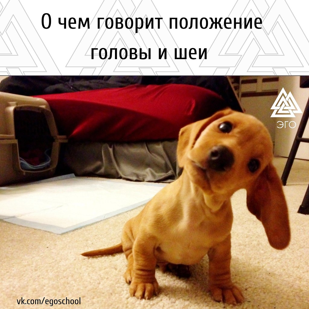 О чем говорит положение головы и шеи. В один из вечеров лектор продемонстрировал нам крайне ...