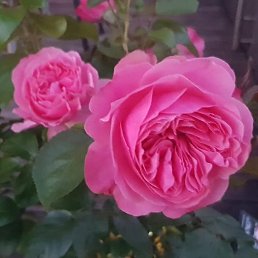 ���� Narine, ������, 59 ��� - ��������� 21 �������� 2020