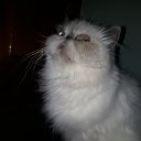 ���� �����, ������ - ��������� 4 ������� 2020 � ������ ���� ����������