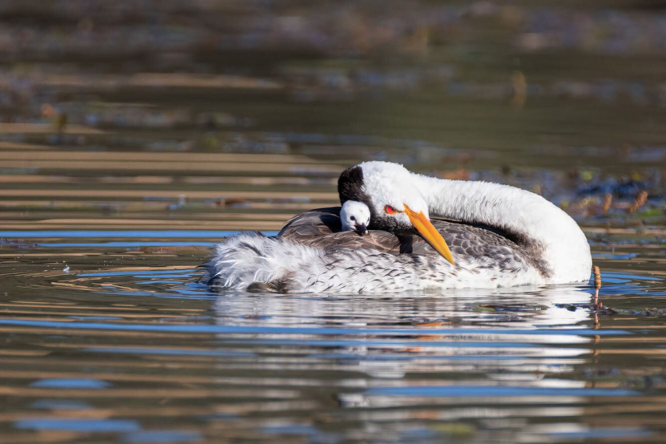   World Nature Photography Awards 2021 ... ,    ...