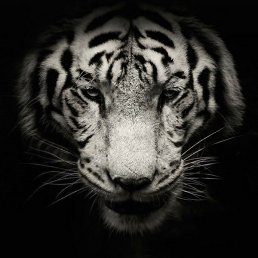 �������, ����������, 46 ���