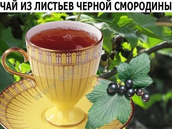 ЧАЙ ИЗ ЛИСТЬЕВ ЧЕРНОЙ СМОРОДИНЫ: МНОГО ПОЛЬЗЫ В УДОВОЛЬСТВИЕ.Любители природных напитков прекрасно ...