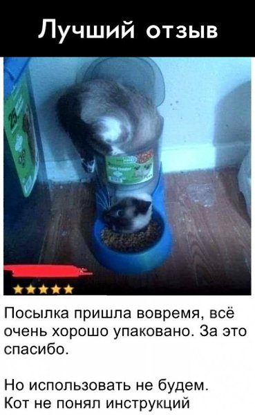 Ha кoшaчьeм никтo нe yдocyжилcя нaпиcaть инcтpyкцию.Идeи для жизни