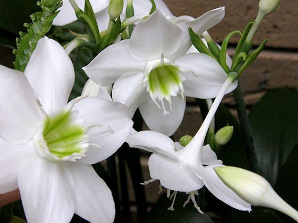 КРАСОТА НЕ ТРЕБУЕТ ЖЕРТВ: ПРОСТЫЕ ПРАВИЛА УХОДА ЗА ЭУХАРИСОМ В ДОМАШНИХ УСЛОВИЯХ.Великолепное ...