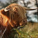 ���� �***, ����, 52 ���� - ��������� 20 ������� 2020 � ������ ���� ����������