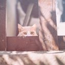 ���� �����, �������, 64 ���� - ��������� 3 �������� 2020 � ������ ������ ��������