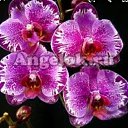 ���� Orhydeya, �����, 46 ��� - ��������� 14 ����� 2021