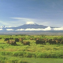 ����, ������ ��������, 35 ���