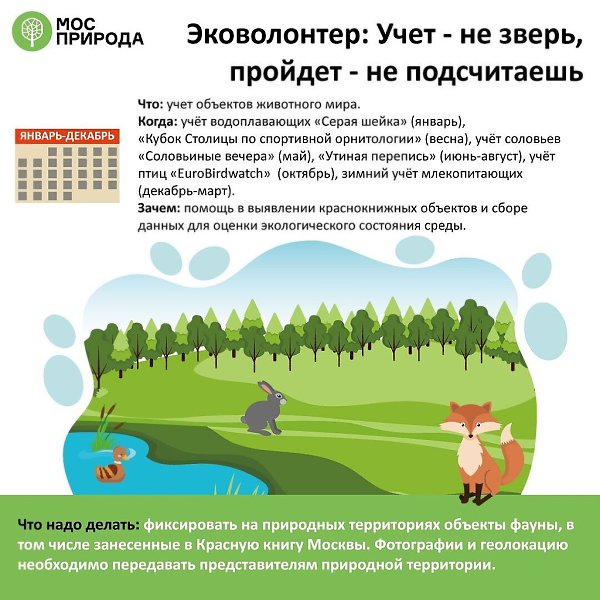 Считать птиц, вешать домики для белочек и кормить зайцев: как стать эковолонтером. Экологические ... - 6