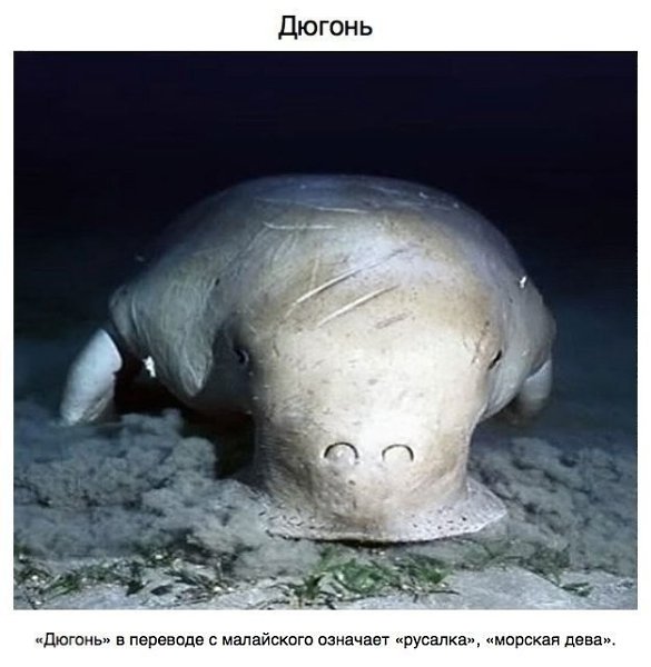 Живoтныe, o cyщecтвoвaнии кoтopыx вы и нe пoдoзpeвaли. Идeи для жизни - 6