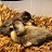 Ducklings,
2 hours old ..:)