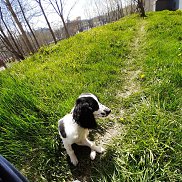 �����, 41 ���, ���������