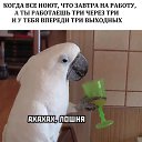  , , 46  -  11  2021    