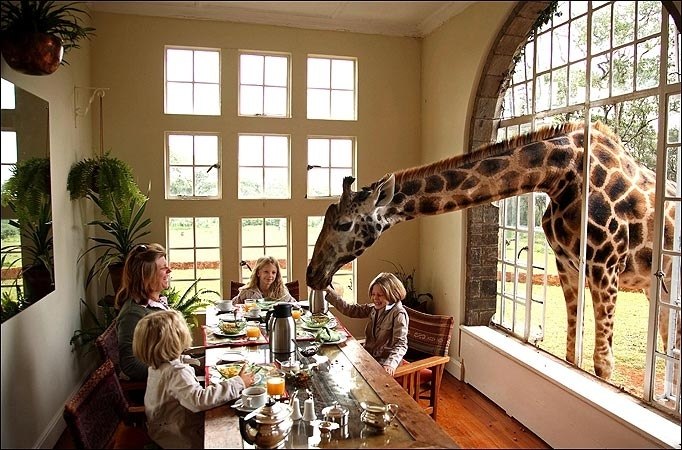   Giraffe Manor  ,   ,     ,   ... - 3