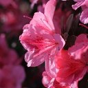 fiori    