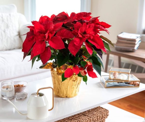 Пуансеттия (Рождественская звезда).Вечнозеленый кустарник пуансеттия (Poinsettia), второе название — ...