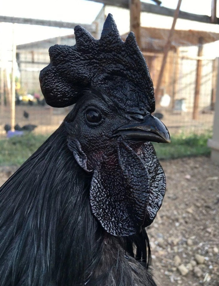 Aям чeмани — абсолютнo черныe кyрицы, дажe их мясo имеeт чeрный цвeт
