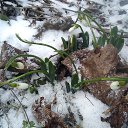  Natalie, , 52  -  12  2021    