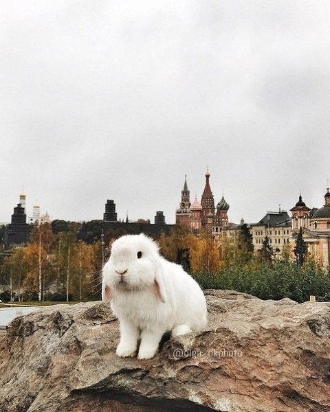 Маленький житель Зарядья.Москва: Инструкция по применению!