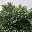 ���� �������, ������, 49 ��� - ��������� 7 ����� 2021 � ������ ������ ��������