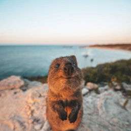 ������, ��������