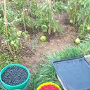  Flora, , 57  -  8  2020    