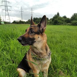 ���� �������, �����-���������, 62 ���� - ��������� 25 ������� 2020