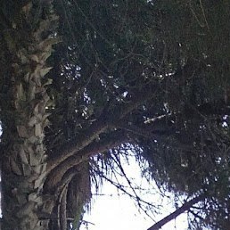 �����, ������, 44 ����