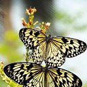 ���� ����, �����-���������, 55 ��� - ��������� 2 ������ 2021 � ������ �butterflies�