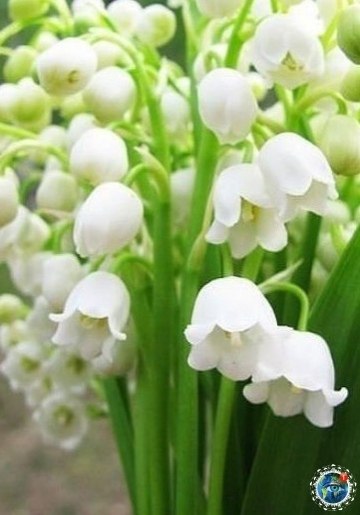 ocee a... poa ecooe!  - 3