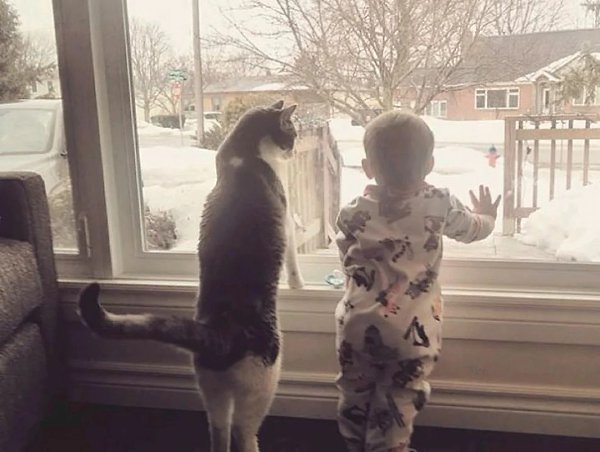 Котики плохому не научат. Каждому ребёнку необходим хороший наставник, чтобы вырасти в правильного и ... - 2