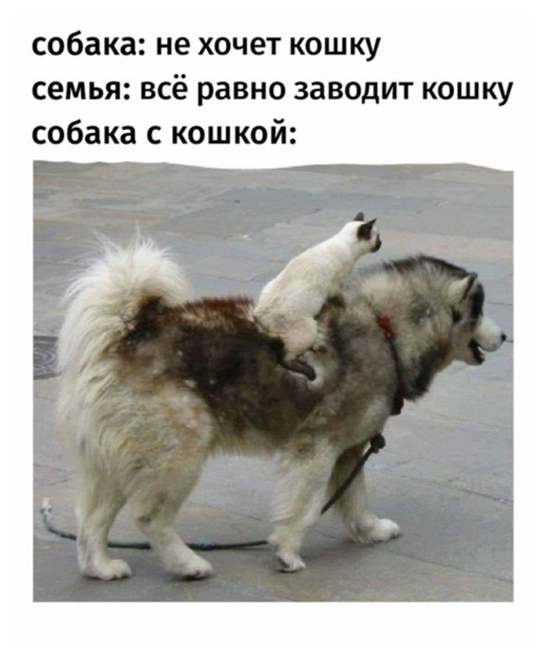 Собаки повезет