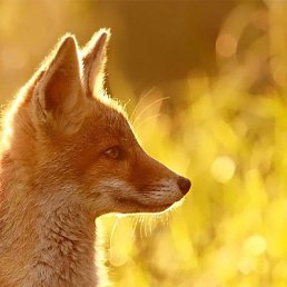 Svetlana, ������, 79 ���