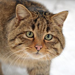 ������, �����-���������, 34 ����