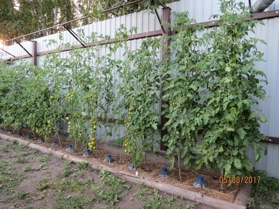 Почему скручиваются листья у томатов.Причин сворачивания листьев у томатов очень много. Но по ...