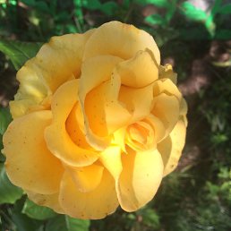 �����, ������