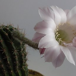 Fred, ������, 45 ���