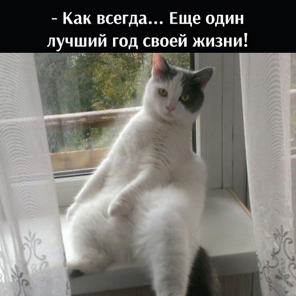 - Барсик, и что ты подарил своей Мурке на Новый год? - Шубу. - Ты скажи!!! А она тебе что подарила? ... - 4