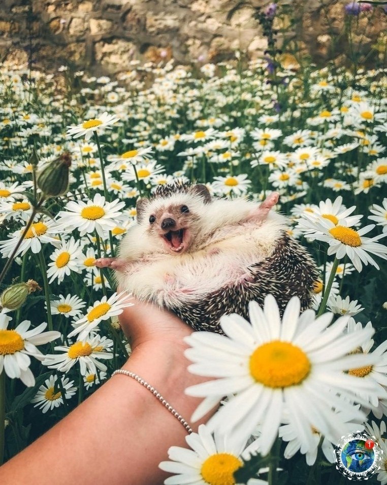 p pae oy, o e pa. - 6