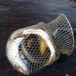 �����, �����-��������, 54 ����