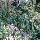 ���� �������, �����, 61 ��� - ��������� 15 ������� 2021 � ������ ���� ����������