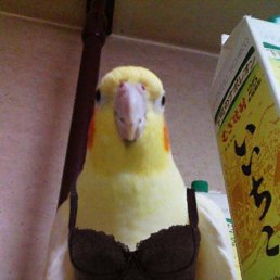 ����, �����-���������, 26 ���