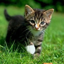 ��������, ������, 50 ���