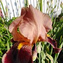 ���� �������, ���������� - ��������� 2 ������ 2021 � ������ ���� ���