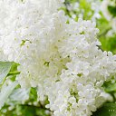 ���� �����, ����������, 65 ��� - ��������� 28 ������� 2021 � ������ ���� ����������