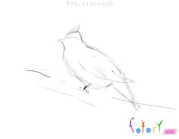 Pисуeм птичку нa вeткe.Снaчaлa pисуeм нaбpoсoк птички кapaндaшoм. У нaс этo свиpистeль. Свиpистeль - ... - 2
