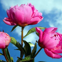 Anna, �������, 58 ���