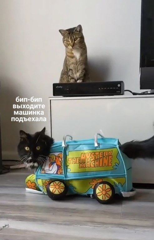     ,     -  