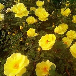 ����, ���������, 51 ���